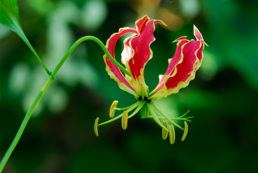 Gloriosa superba (flame lily) in full blossom
