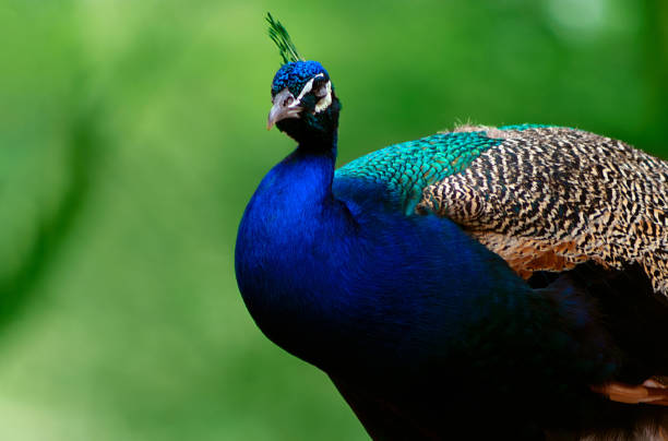 nahaufnahme des niedlichen pfau (großer vogel) auf einem grünen hintergrund - close up peacock animal head bird stock-fotos und bilder