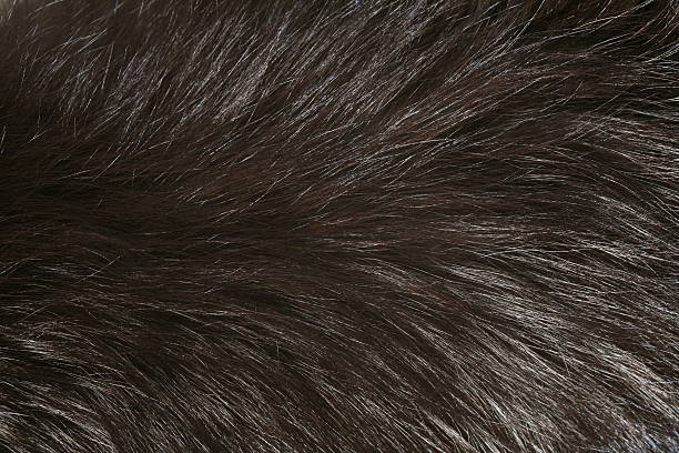 istock Fur detail 170615387