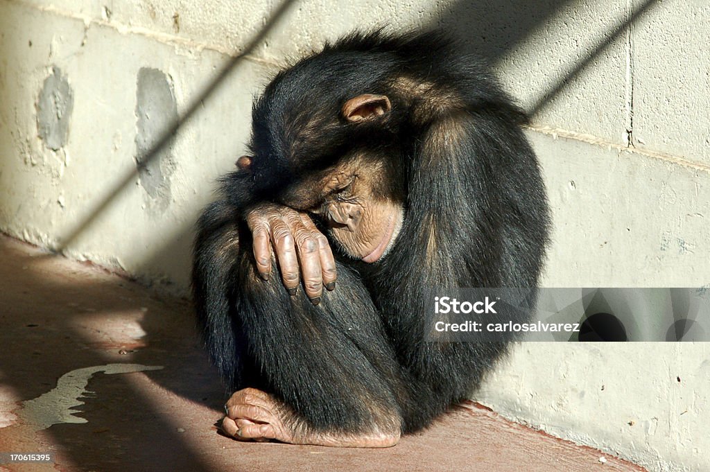 Scimpanzé - Foto stock royalty-free di Tristezza