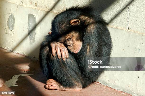 Scimpanzé - Fotografie stock e altre immagini di Tristezza - Tristezza, Scimmia, Scimmia antropomorfa
