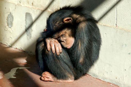 A sleepy chimpanzee at Buenos Aires Zoo
