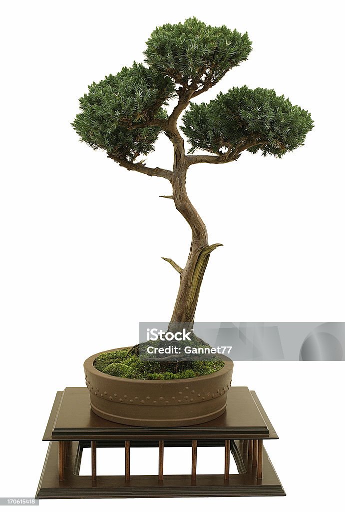 Juniper Bonsai 흰색 - 로열티 프리 분재 스톡 사진