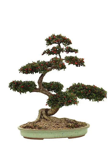 Cotoneaster Bonsai tree isolated on whiteThis is the same tree two years later - and it's in XL size: