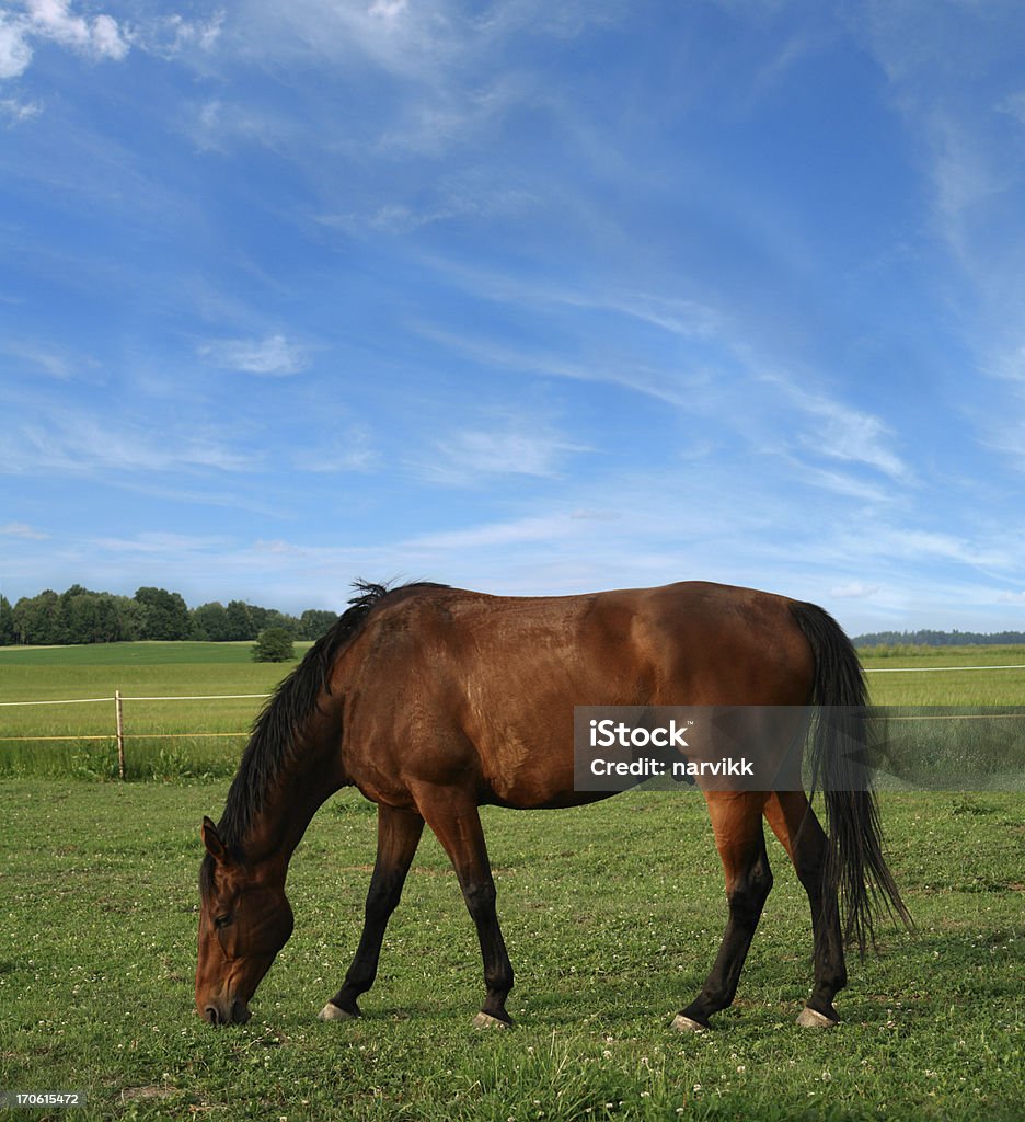 Pascolare cavalli - Foto stock royalty-free di Agricoltura