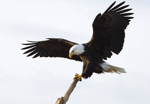 bald eagle-re della posizione, sfondo bianco - appollaiarsi foto e immagini stock