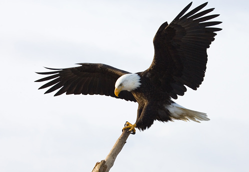 Landing on a perching stick, white background.