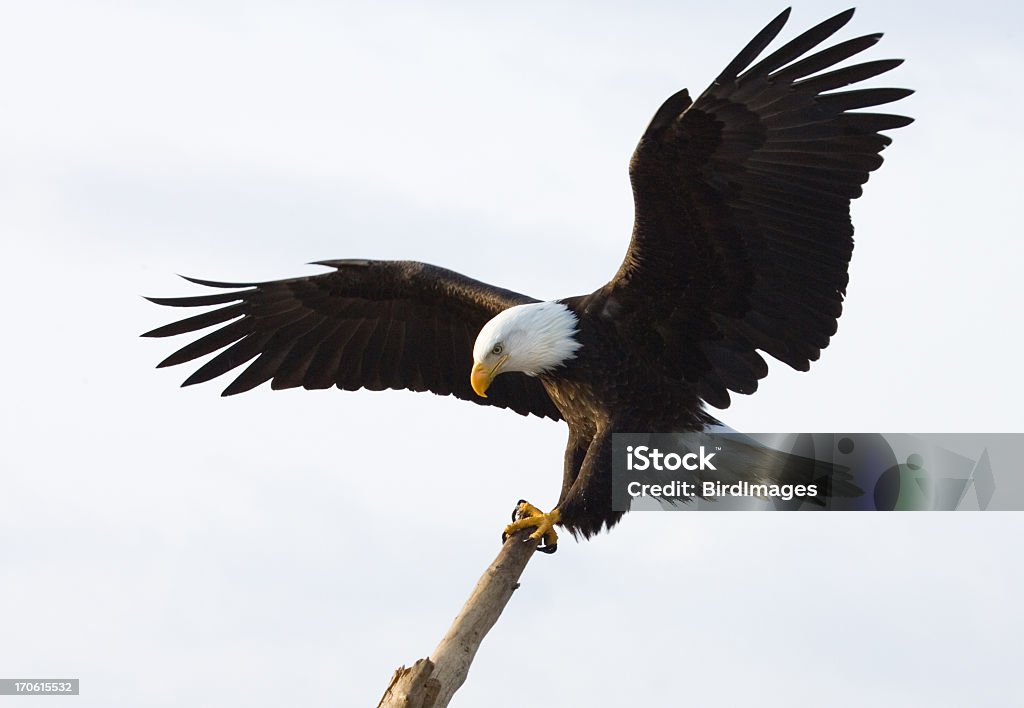 Bald Eagle - King of the Perch, White Background Landing on a perching stick, white background. Eagle - Bird Stock Photo