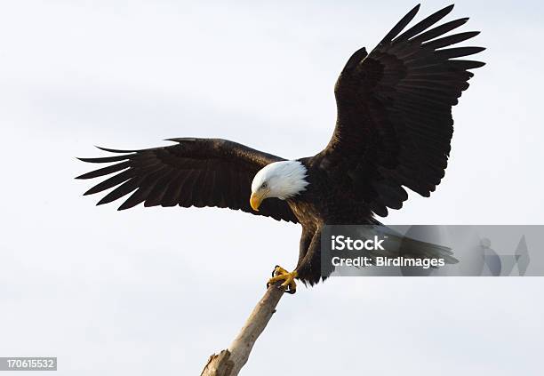 Bald Eagle King Of The Perch White Background Stock Photo - Download Image Now - Eagle - Bird, Bald Eagle, White Background