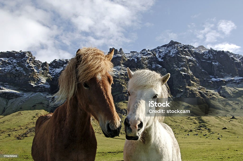 Chevaux dans un paysage islandais - Photo de Blanc libre de droits