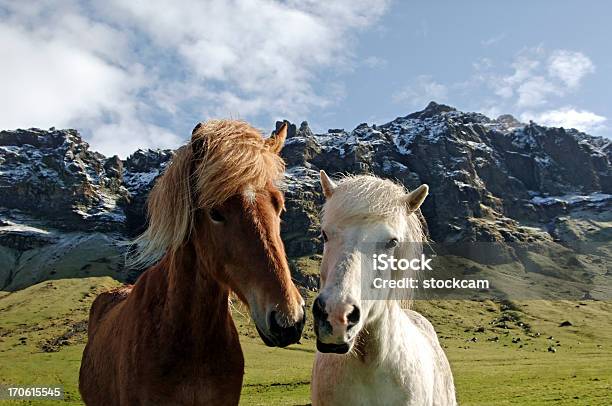 Photo libre de droit de Chevaux Dans Un Paysage Islandais banque d'images et plus d'images libres de droit de Blanc - Blanc, Bleu, Bétail