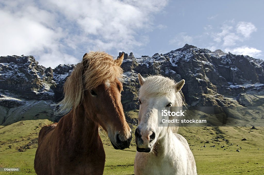 アイスランド馬の典型的な景観 - 2匹のロイヤリティフリーストックフォト