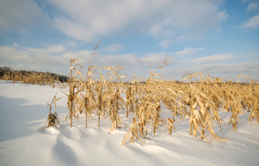 Corn stalks on a winter afternoon.