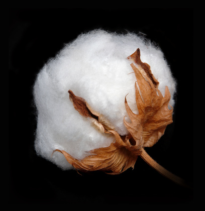 Detail of a Dry Cotton Boll on Black Background