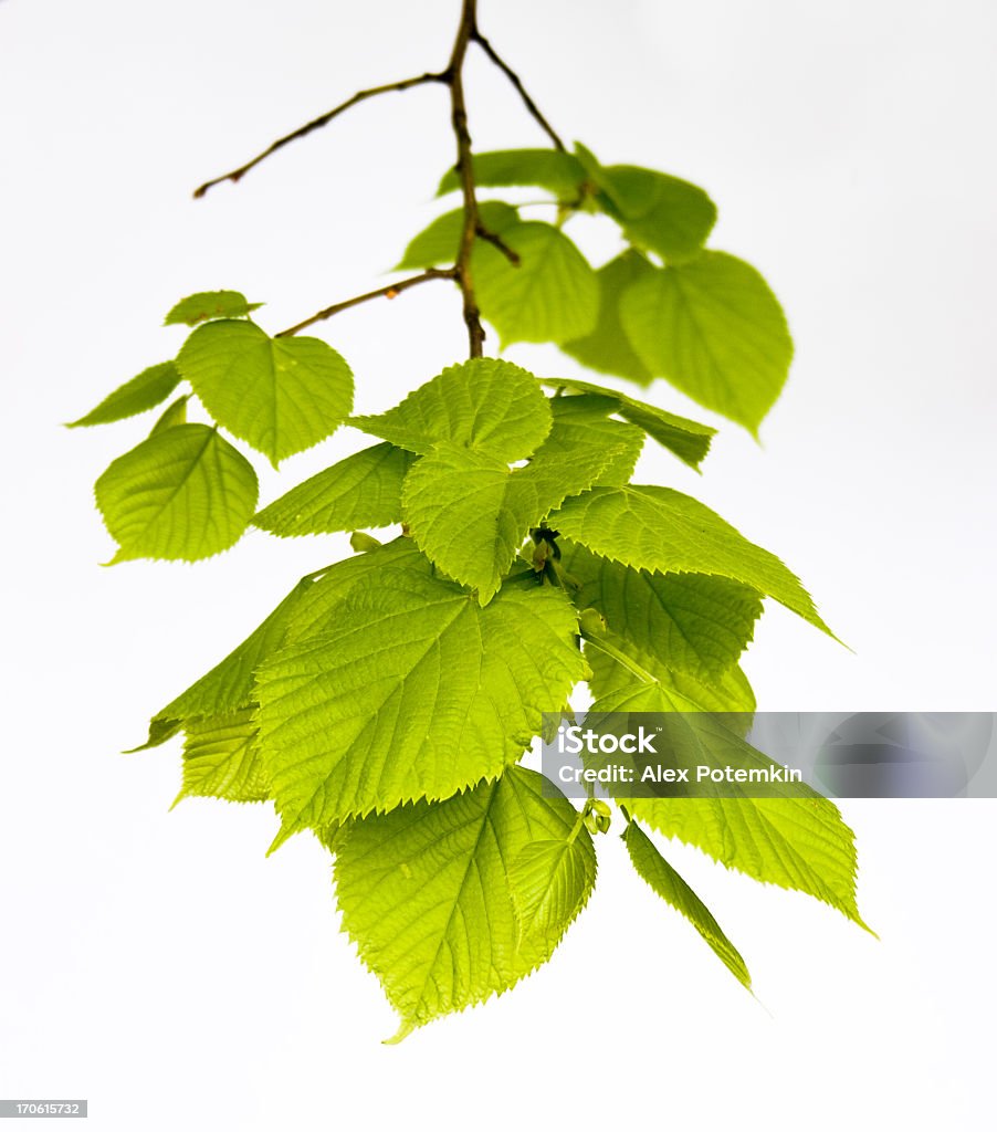 isolated linden-tree leaves lime-tree leaves Leaf Stock Photo