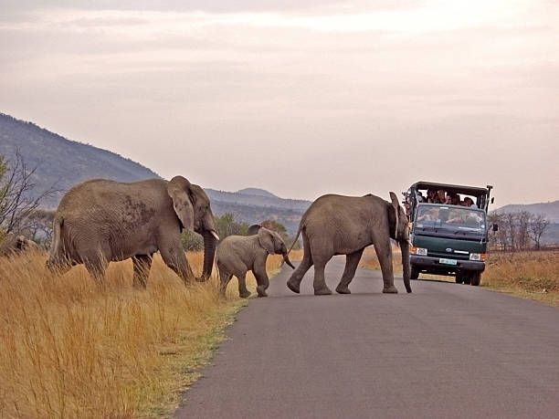 istock Elephant family crossing 170615740