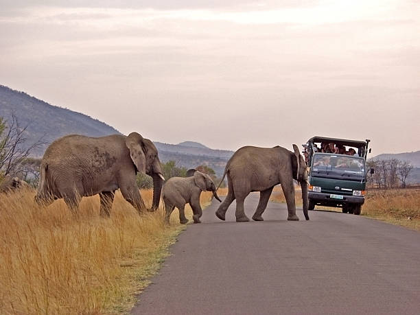 Elephant family crossing stock photo