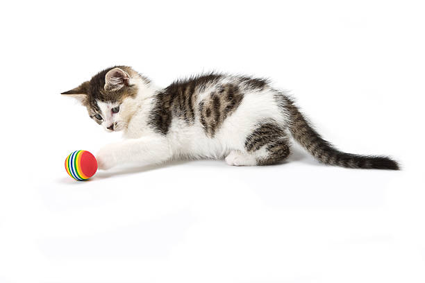 Um gatinho brincando com bola - foto de acervo