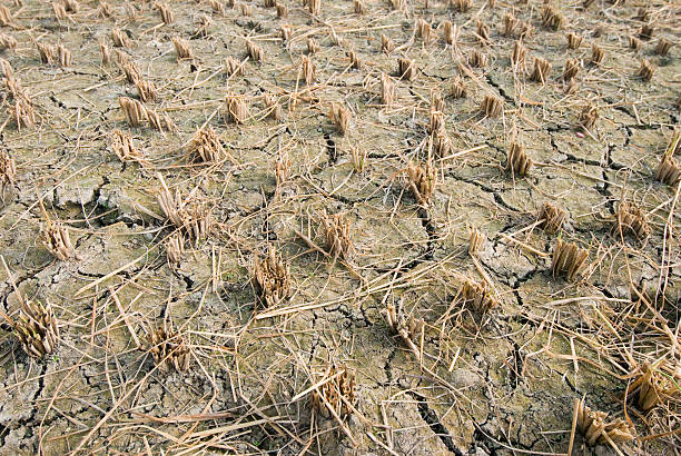 o rice paddy seco - dry country - fotografias e filmes do acervo