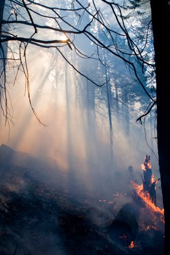 A forest fire burns with thick smoke and flames.