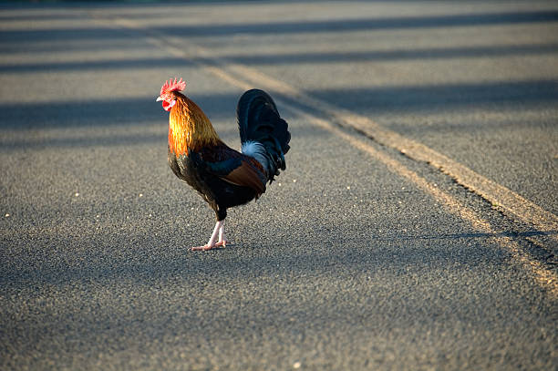 A rooster making its way across a paved road.Similar image: