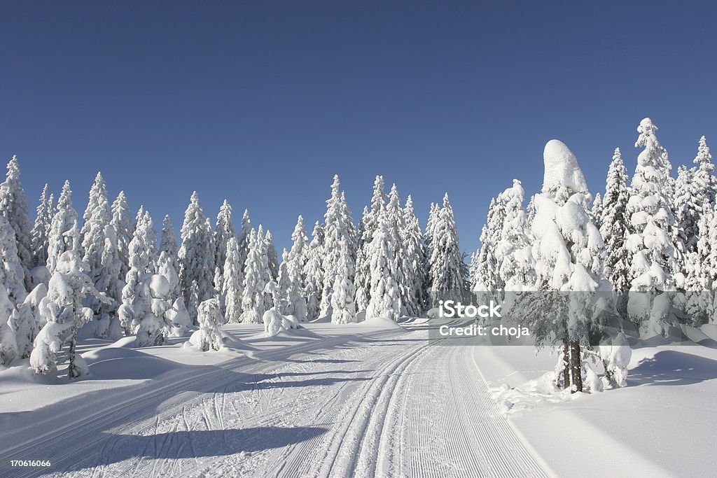 Sci runner su un bellissimo inverno day.Rogla, Slovenia - Foto stock royalty-free di Attività ricreativa