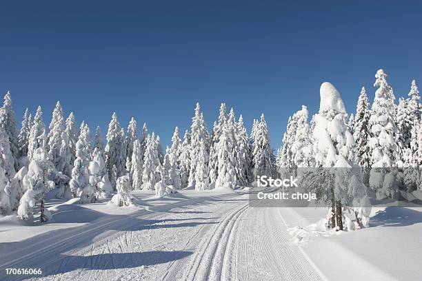 スキー選手の美しい冬 Dayrogla スロベニア - ウィンタースポーツのストックフォトや画像を多数ご用意 - ウィンタースポーツ, クロスカントリースキー, ゲレンデ