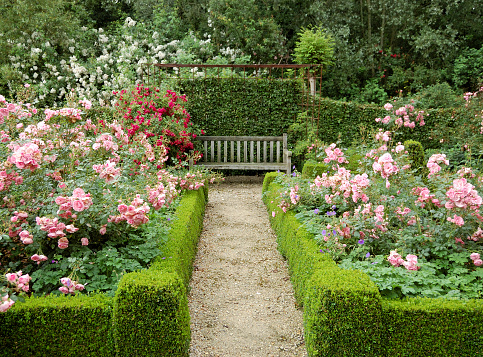 Beautiful garden with rose shrubs,a trimmed buxus and hornbeam hedge.