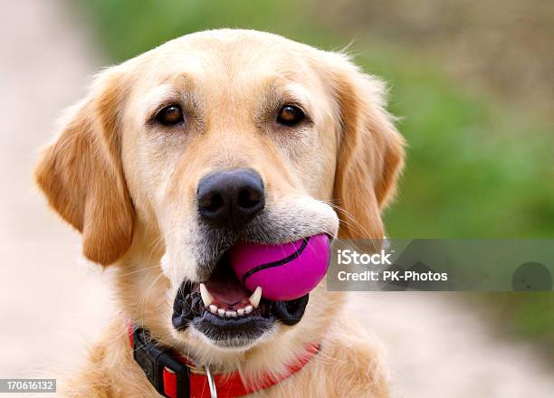 Golden Retriever Con Sfera - Fotografie stock e altre immagini di Cane - Cane, Palla sportiva, Giocare