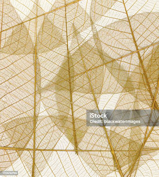 Скелетная Листья — стоковые фотографии и другие картинки Жилка листа - Жилка листа, Прозрачный, Флора