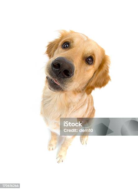 Golden Retriever Stockfoto und mehr Bilder von Freisteller – Neutraler Hintergrund - Freisteller – Neutraler Hintergrund, Golden Retriever, Hund