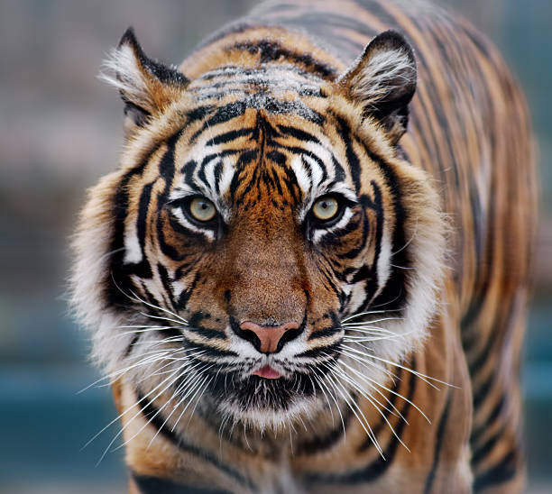 tiger portrait of a siberian tiger tiger safari animals close up front view stock pictures, royalty-free photos & images