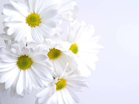 Daisy flowers creative layout. Marguerite with stem and leaves isolated on white background. Floral arrangement, design element. Summertime concept. Top view, flat lay