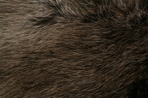 Detail of reindeer fur