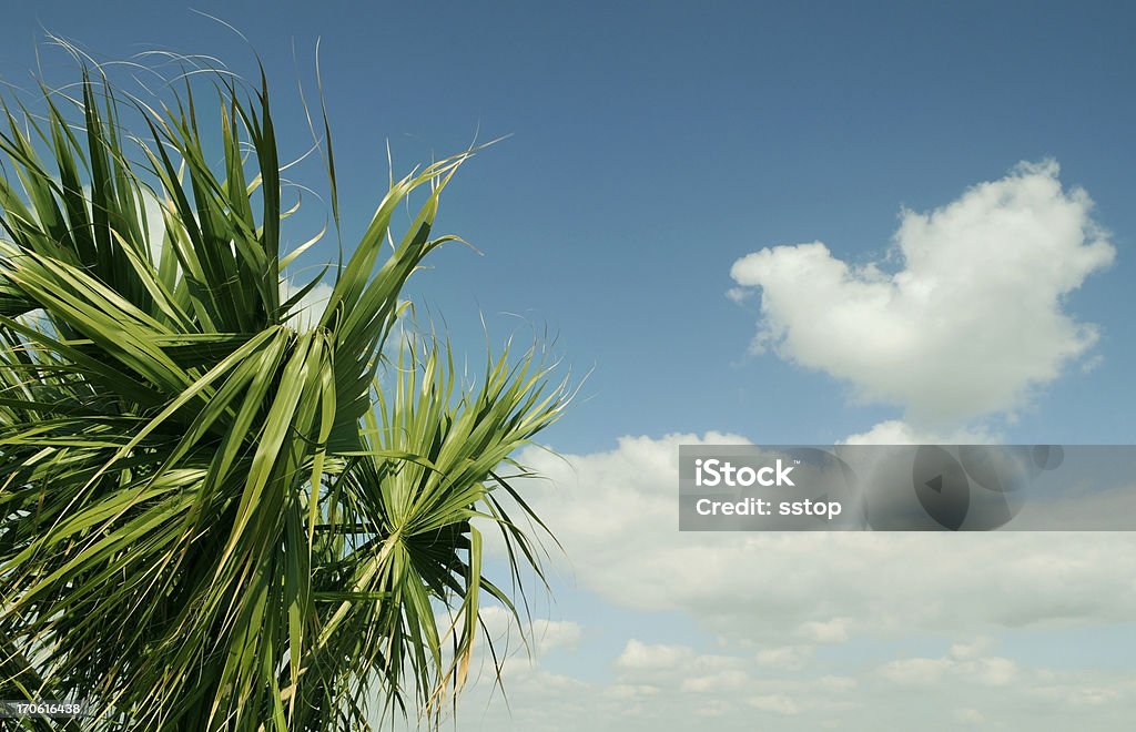 Palmiers et les nuages - Photo de Palm Beach - Floride libre de droits