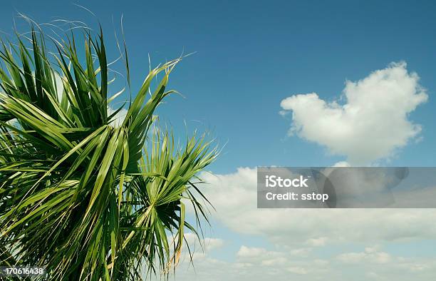 Foto de Palmeiras E Nuvens e mais fotos de stock de Palm Beach - Flórida - Palm Beach - Flórida, Azul claro, Beleza