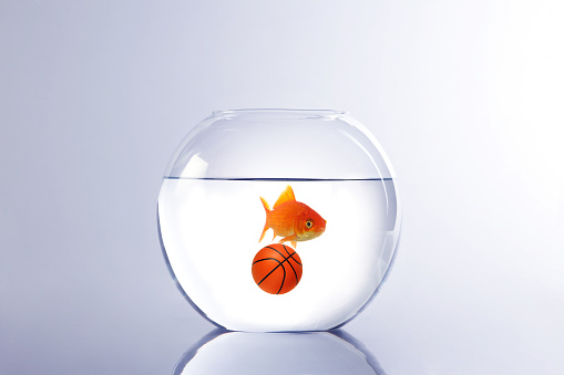 goldfish playing basketball