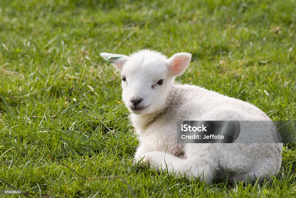 Spring lamb resting in field - Royalty-free Lam - Dier Stockfoto