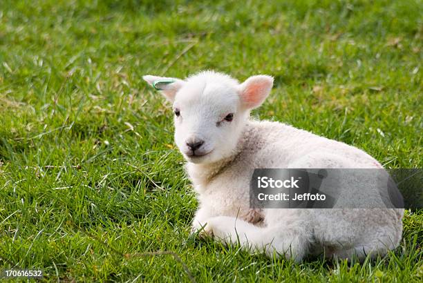 Spring Lamb Resting In Field Stockfoto en meer beelden van Lam - Dier - Lam - Dier, Boerderij, Buitenopname