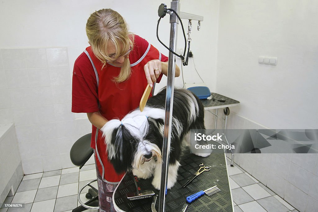 Linda Terrier Tibetano no Cavalariço - Foto de stock de Animal royalty-free