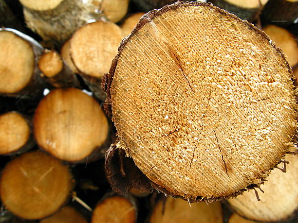 Log proéminente de pile - Photo