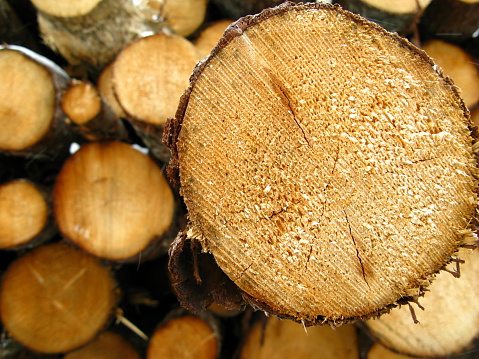 A cross sectional view of a log protruding from a log pile.Saw marks,and tree rings are in sharp focus,the background logs are out of focus to heighten the feeling of depth.Some snow is visible in the background.