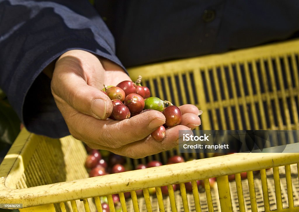 Mãos de um café Agricultor - Royalty-free Adulto Foto de stock