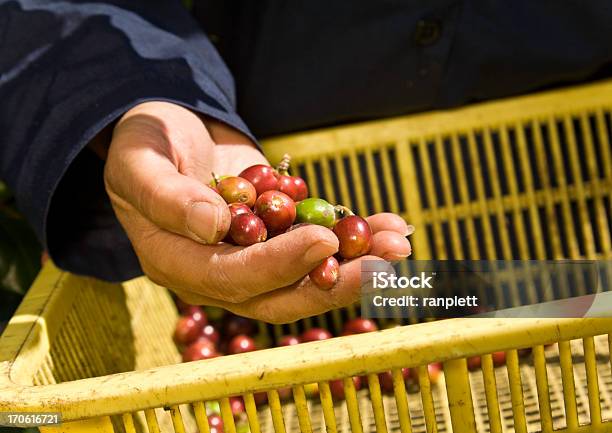 Mãos De Um Café Agricultor - Fotografias de stock e mais imagens de Adulto - Adulto, Adulto maduro, Agricultor