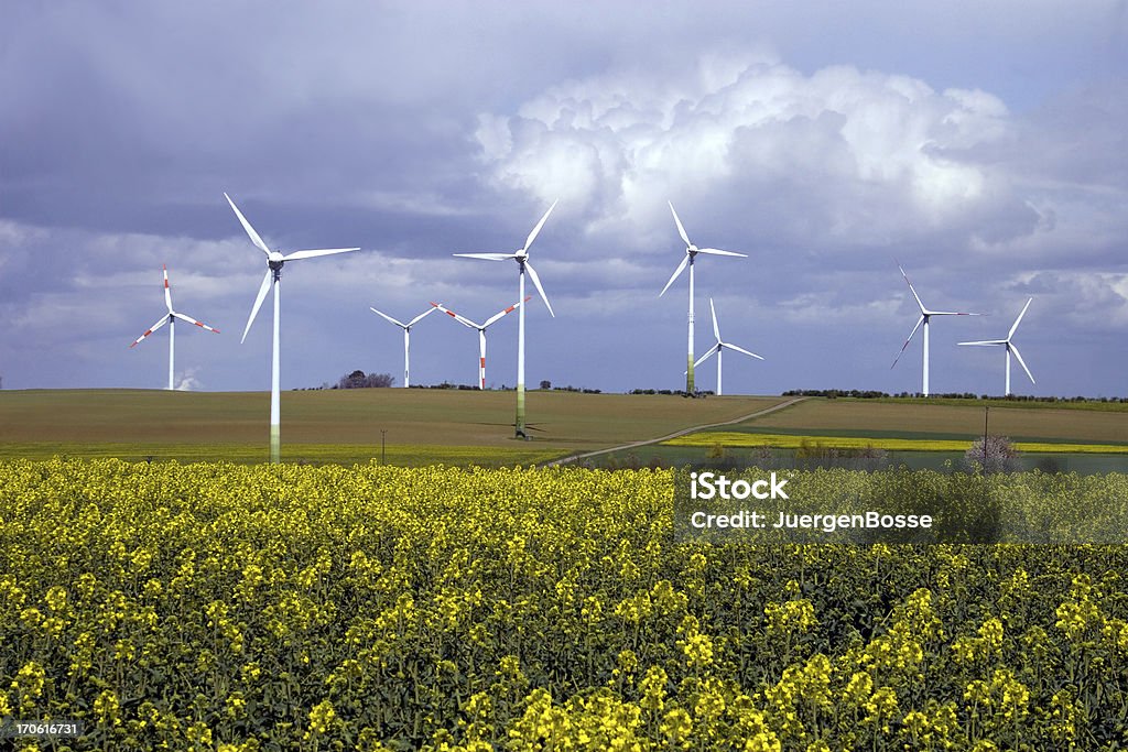 Energia eolica e campi di colza - Foto stock royalty-free di Agricoltura