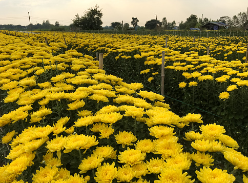 The fresh chrysanthemum row are ready to harvest for sale in the countryside organic farm, front view with the copy space.