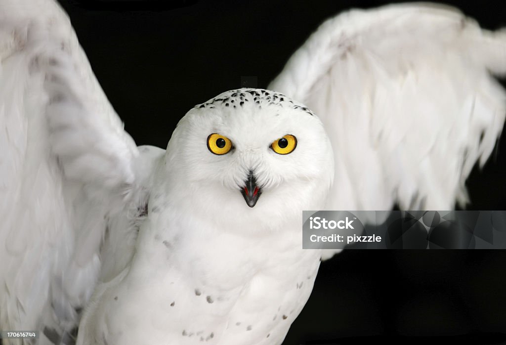 Snowy Owl Yellow Eyes on Black Snowy owl looking at you, motion blur in wings.The white bird of prey, Bubo Scandiacus or Arctic Owl, or Snowy Owl, is an endangered species Owl Stock Photo