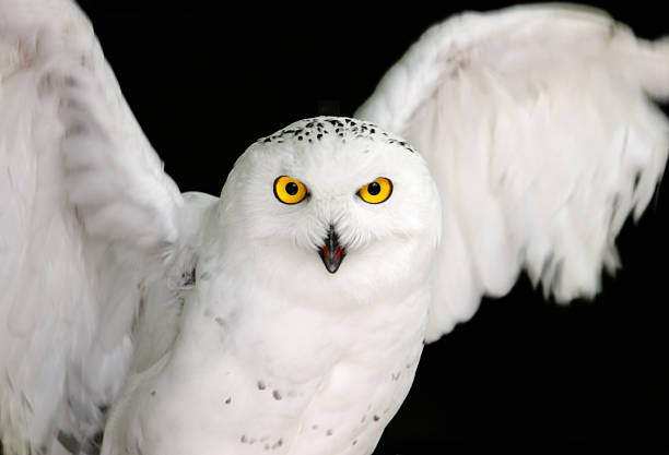 Snowy Owl Yellow Eyes on Black stock photo