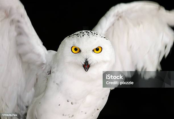 Snowy Owl Yellow Eyes On Black Stock Photo - Download Image Now - Owl, White Color, Snowy Owl