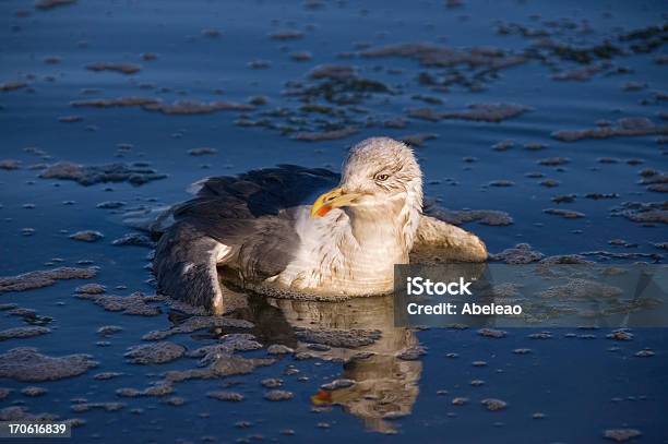 Gaviota De Contaminación Del Agua Foto de stock y más banco de imágenes de Contaminación ambiental - Contaminación ambiental, Pájaro, Agua